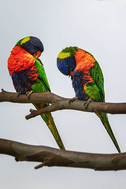 istock Pair of rainbow lorikeets preening 2253651692