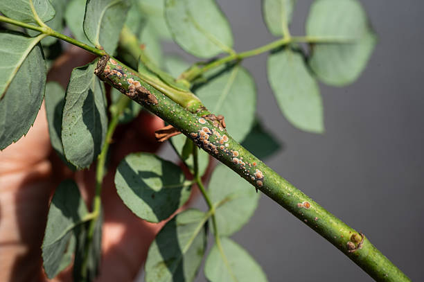 Rose scale can cause cane decline or twig dieback.
