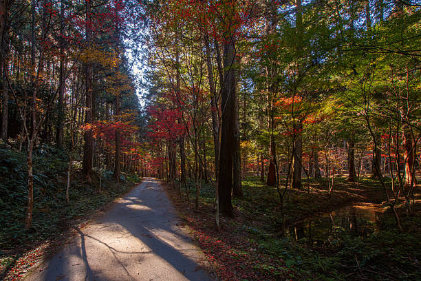 Forest Road with Vibrant Fall Colors  Okuni Shrine, Enshu Morimachi, JAPAN