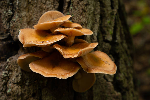 istock Cluster of Fungi Mushroom growing on tree bark 2253654820
