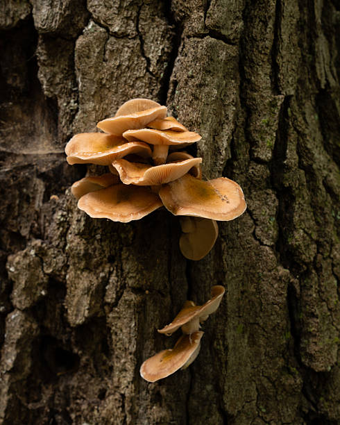 istock Cluster of Fungi Mushroom growing on tree bark 2253654873