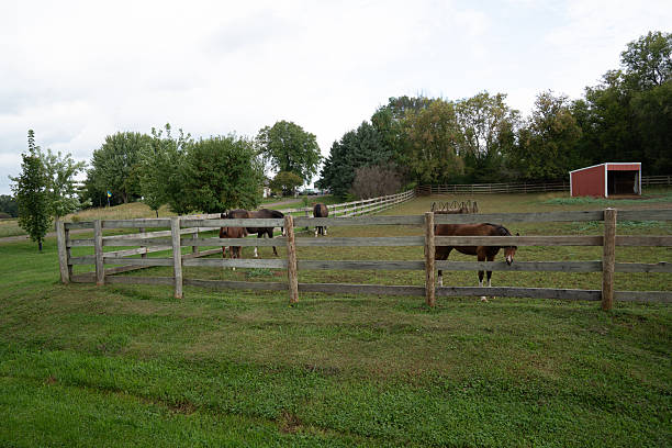istock Beautiful horses in a farm 2253654987