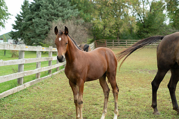 istock Beautiful horses in a farm 2253655012