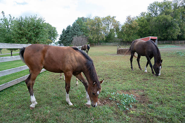 istock Beautiful horses in a farm 2253655041