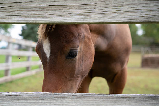 Beautiful horses in a farm