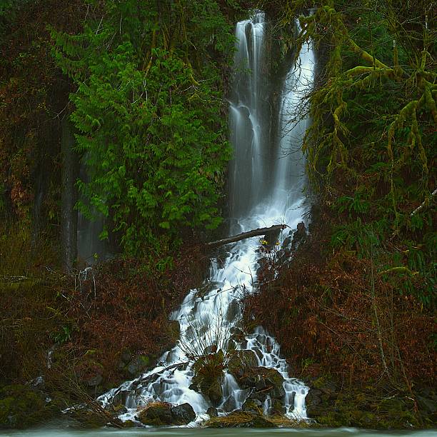 Elegant and Icy cold multi-tiered cascade, Wilson Falls East Wilson River Oregon running strong after atmospheric river