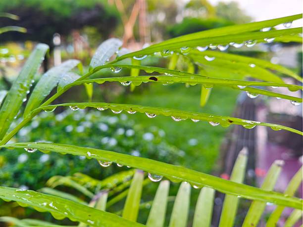 Rainwater on green leaves