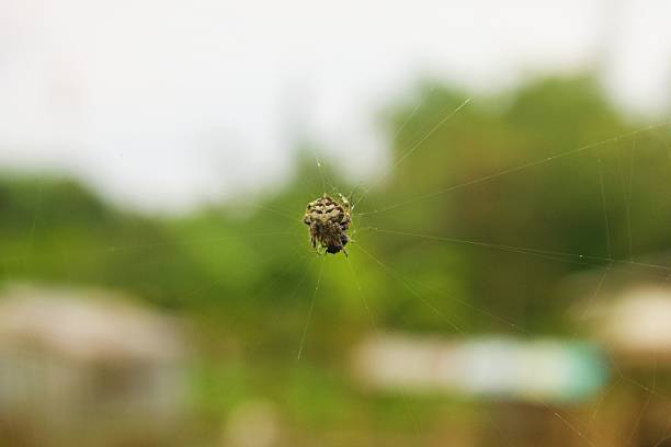 Small Spider in Center of Web with Green Blurred Background