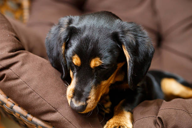 istock An adorable sleeping dog is peacefully relaxing on its plush dog bed, creating a perfect portrait of comfort and relaxation. This scene captures the essence of cozy and peaceful moments for pets 2253658595