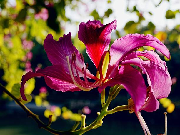 A close up of a Bauhinia × blakeana flower with a dark green background