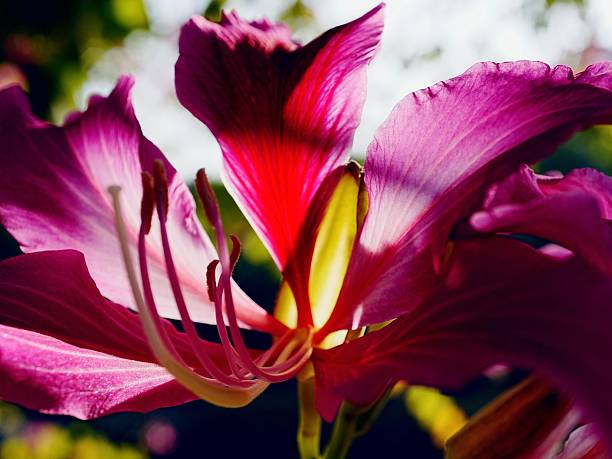 A close up of a Bauhinia × blakeana flower with a dark green background