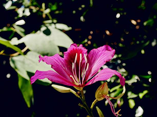 A close up of a Bauhinia × blakeana flower with a dark green background