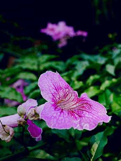 Close up of bright purple aster flowers blooming in garden with soft blurred background, showing vibrant spring floral detail.