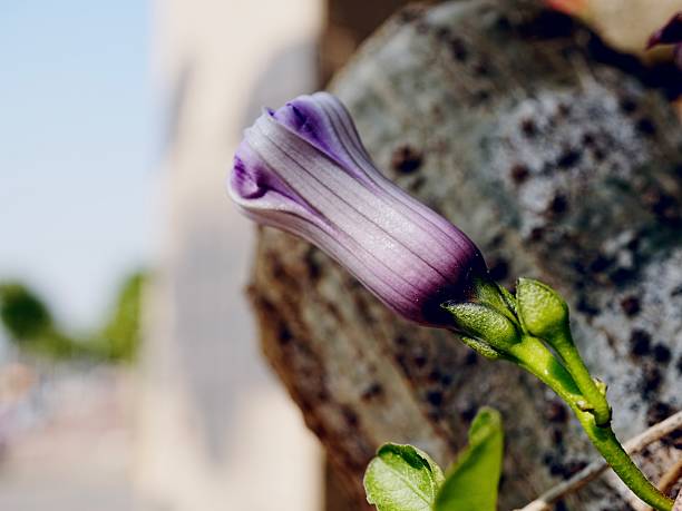 A close up of a purple Ipomoea Cairica bud is growing in the woods