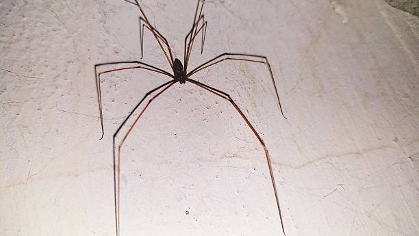 istock Closeup Cellar Spider Displaying Exceptionally Long Legs Against Textured Wall 2253659249