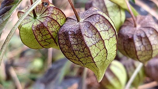 istock Physalis Groundcherry Plant Lantern Husks Edible Fruit 2253659338