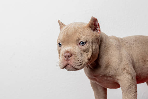 Young american bully pup with a unique lilac fawn fur color and striking blue eyes sits elegantly in a studio setting, with a simple white backdrop enhancing its adorable features