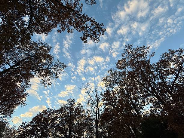 This photo is an upward-looking view of a late autumn tree canopy framing a wide expanse of blue sky filled with scattered, wispy white clouds. The trees create a natural border around the edges of the image, with branches reaching inward from multiple directions. Most of the leaves are still attached, but they’ve turned a deep rusty brown, giving the scene a warm seasonal tone. The cloud pattern resembles soft, textured streaks and patches (similar to altocumulus), and the open center of the sky creates a strong sense of space and calm. The overall mood is peaceful and airy, highlighting the transition into fall as the last leaves cling to the branches.