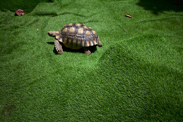 An African Spurred Tortoise, Hermann tortoise feeding, on the green grass.