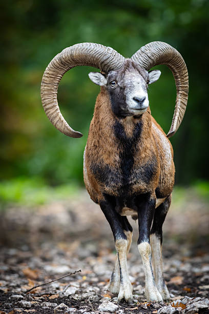Strong mouflon with curved horns (Ovis orientalis musimon) stands near lush greenery and trees during autumn. The scene captures the beauty of nature and wildlife