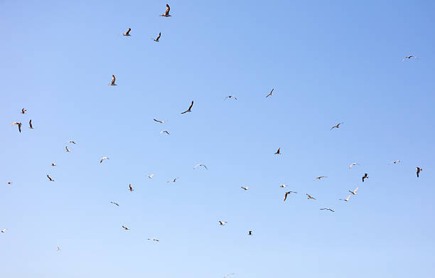 istock A flock of birds flying in the sky 2253666400