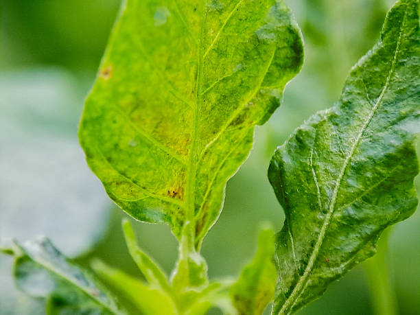 istock a green leaf with visible veins and tiny surface details, shot outdoors in natural light, showing organic texture and fresh plant life. 2253666563