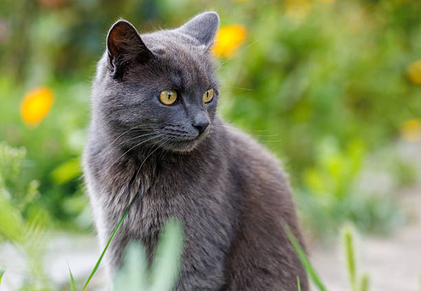 istock A grey cat is sitting in the grass 2253666707