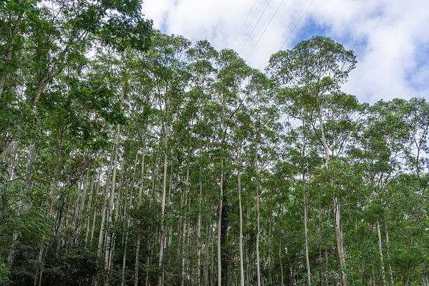 istock Eucalyptus Woodland View 2253666764