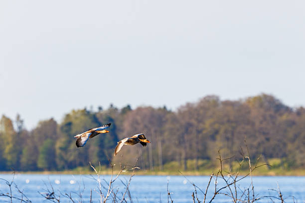 Barnacle goose (Branta leucopsis) flying in the air during winter in the Kampereiland nature reserve in Overijssel, Netherlands