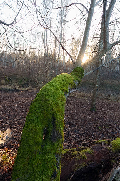 Close-up of green moss on a tree trunk in a peaceful woodland at sunset. Beautiful sun flare through branches and forest floor.