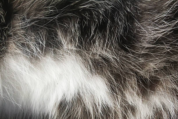 istock Close up of gray and white cat fur texture. texture background. 2253670763