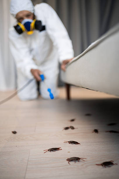 istock Pest control exterminator in white protective suit, mask and gas respirator with sprayer equipment killing cockroaches in apartment or house on the floor. 2253670780
