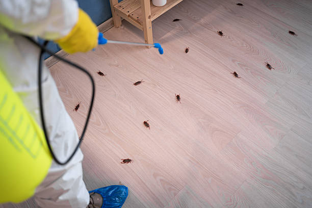 istock Pest control exterminating roaches. Male exterminator in protective suit and gloves spraying insecticide on cockroaches on floor at home. selective focus 2253670786