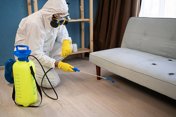istock Pest control exterminator in protective suit and respirator mask with yellow sprayer spraying insecticide while exterminating roaches under sofa in house 2253670794