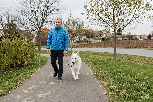 istock Man walking white swiss shepherd dog on path 2253671810