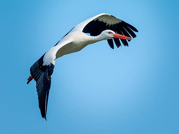 istock White Stork (Ciconia ciconia) Flying Against Blue Sky 2253672179