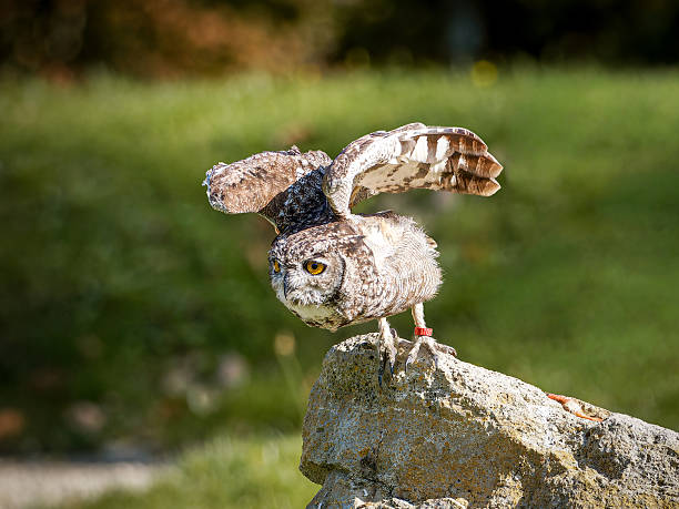 istock European Eagle-Owl (Bubo bubo) During Birds of Prey Show 2253672278