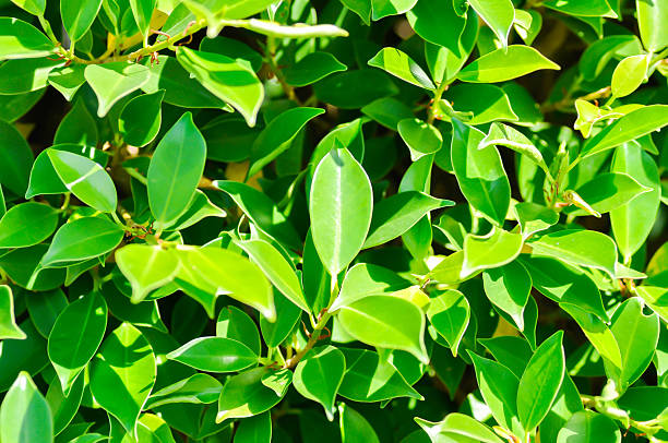 istock banyan tree or Ficus annulata or ficus bengalensis 2253672925