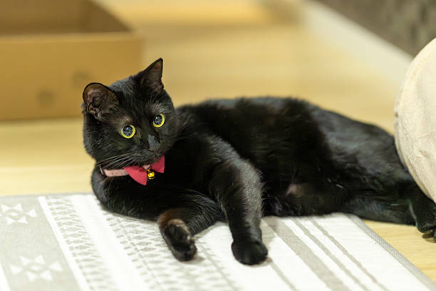 istock Neri, the tortoiseshell cat. 2253673273