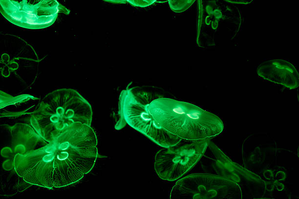 istock Green Bioluminescent Jellyfish 2253674679