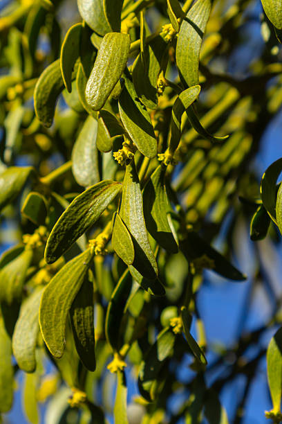 Dense clusters of green viscum album leaves and yellow flowers are visible on tree branches under clear blue skies in early winter's brightness.