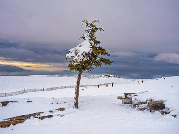 Snow-covered pine tree in a snowy landscape