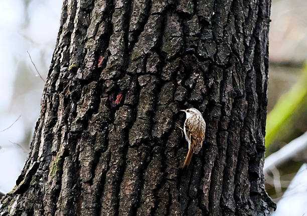It is an active and shy bird. It is not secretive, although its camouflaged plumage makes it difficult to spot.