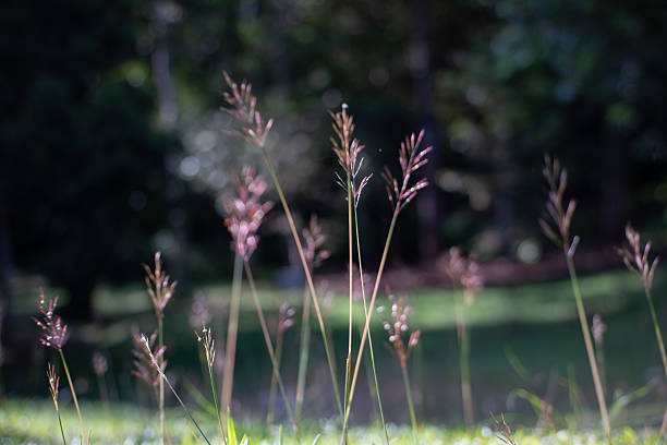 istock Delicate Wild Grass Flowers in Soft Sunlight Representing Simplicity and Natural Grace 2253675995