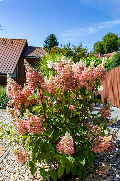istock Pink and White Hydrangea Paniculata Bush Blooms in Summer Garden 2253676022