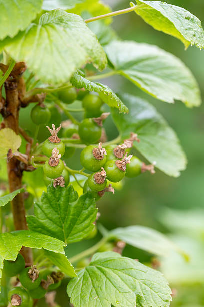istock Unripe Green Currants on the Bush 2253676030