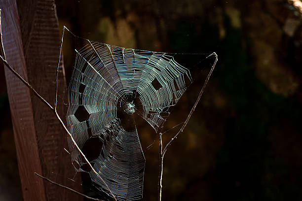 Intricate Spider Web Glistening in Forest Light Representing Connectivity and Precision