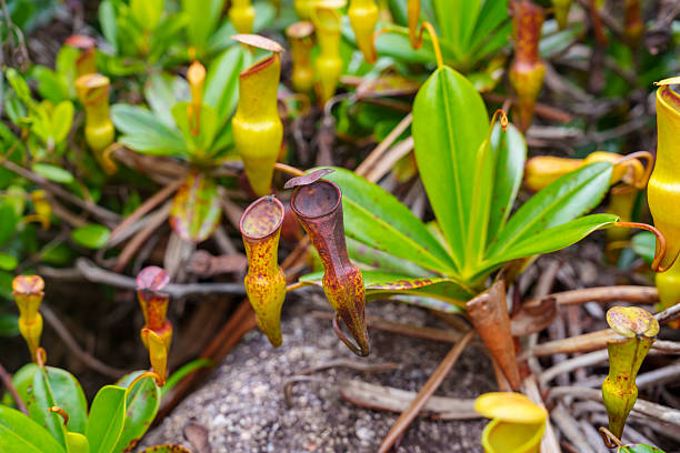 Pitcher plant a carnivorous plant.