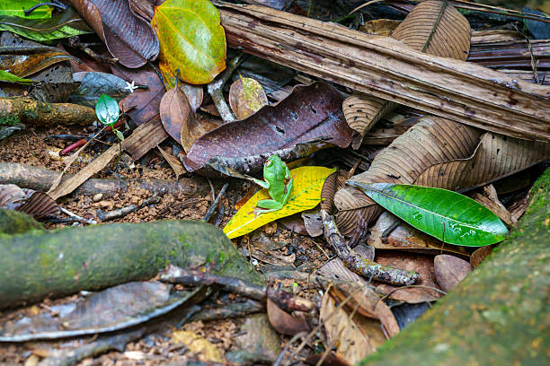 Fantastic green frog on the leaf  from the seychelles island during the holidays