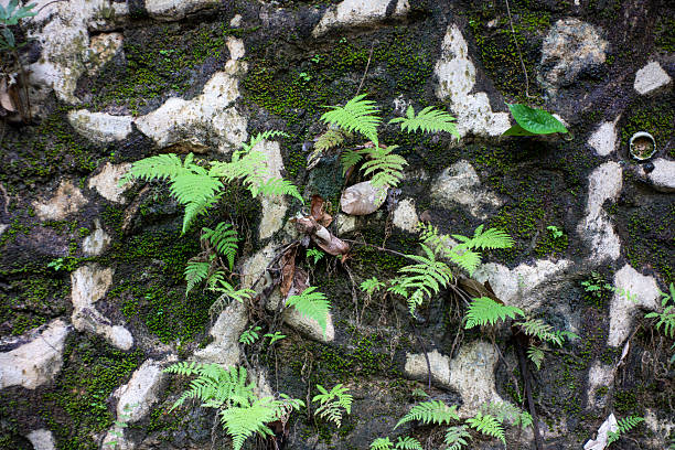 Ferns Growing on Stone Wall Representing Adaptation and Natural Resilience